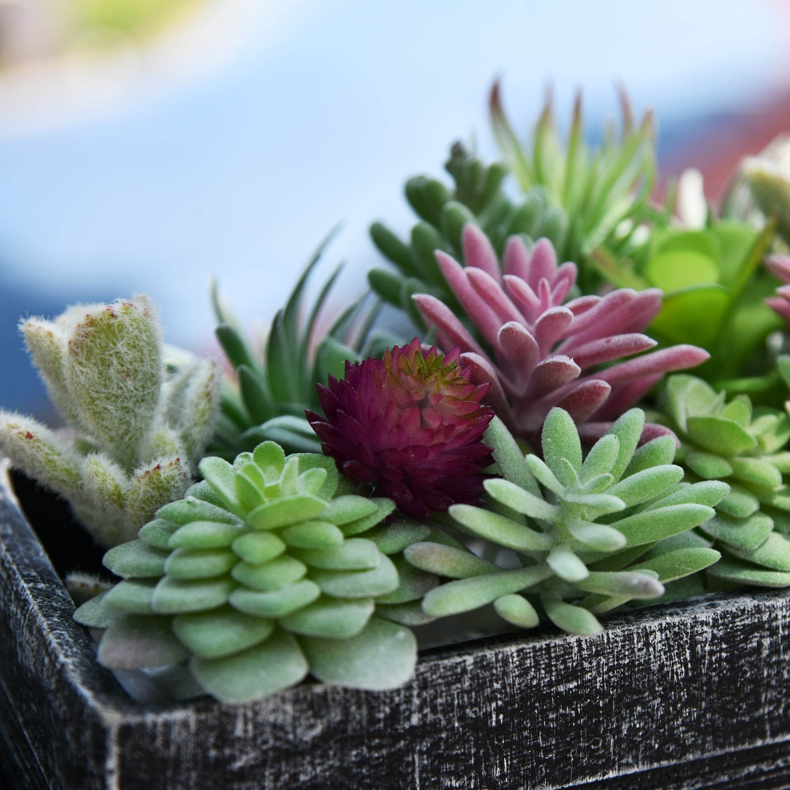 Custom offers Succulent Bundle