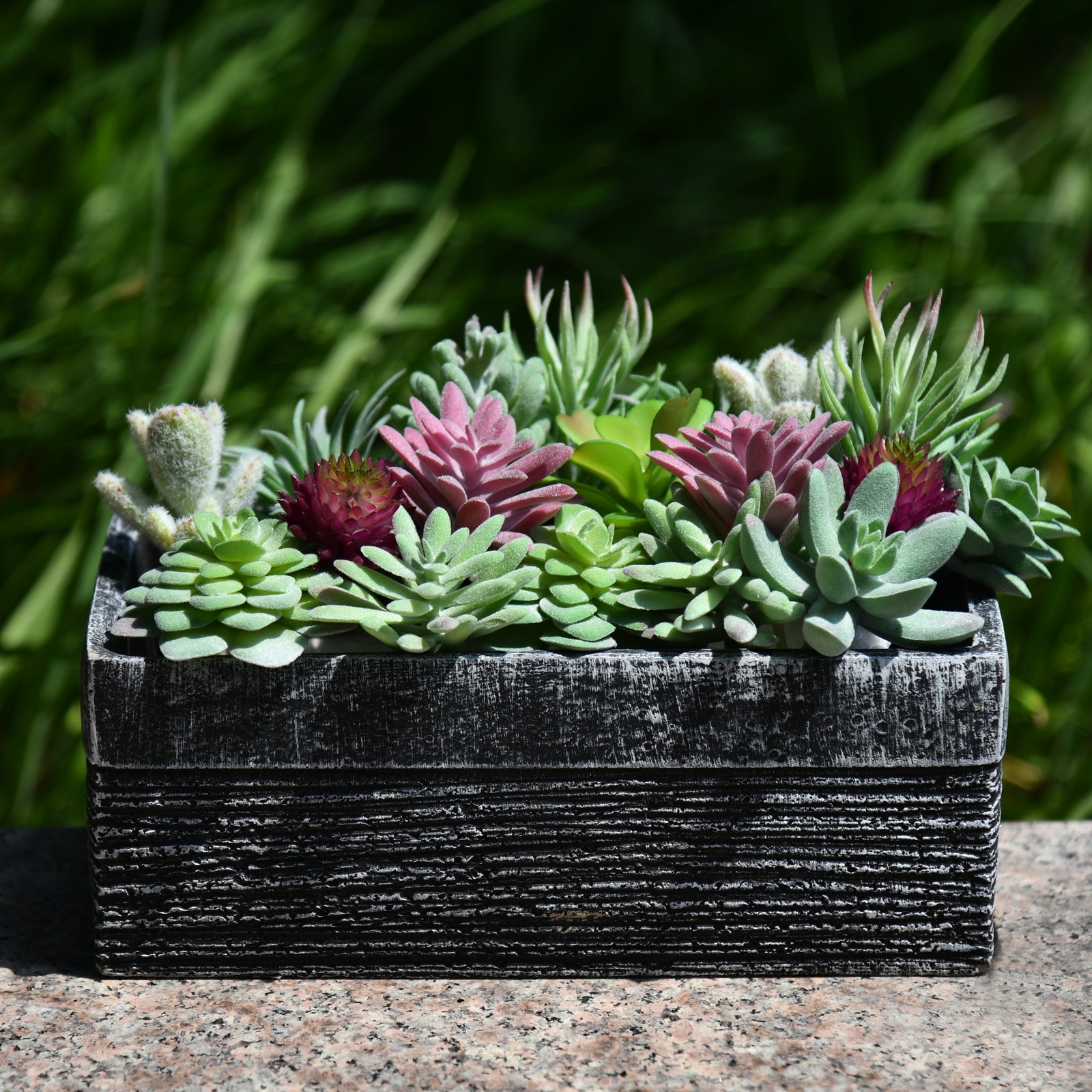 Custom offers Succulent Bundle